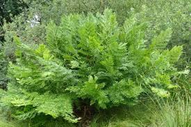 Image result for Osmunda regalis