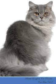Why buy a domestic longhair kitten for sale if you can adopt and save a life? British Longhair Cat Presents Cat Facts Workbook British Longhair Cat Presents Cat Facts Workbook With Self Therapy Journalling Productivity Trac Loving Kitty Amazon De Bucher
