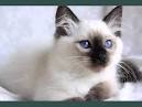 Colours of the Birman Cat - Sunny Queen