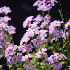 Image result for Malcolmia maritima