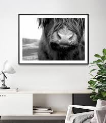 Black And White Animal Prints Australia Highland Cow Print Black And White Art Black And White Photography Animal Art Print Cow Art Photography Print Boho Decor Cow Decor With Images Highland Cow Print Cow Art Print Highland