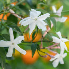 Image result for Jasminum schimperi