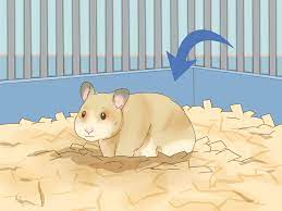 3 Ways To Give Your Hamster A Bath Wikihow