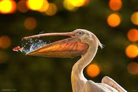80 Best Award Winning Wildlife Photography Examples From Around The World In 2020 Wildlife Photography Animal Photography Pet Birds