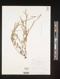 Image result for Alysicarpus zeyheri