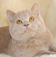 Fawn lilac british shorthair cat. Fawn Vs Lilac British Shorthair Novocom Top