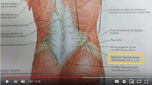 Inferior cluneal nerve entrapment syndrome is frequently a missed diagnosis, confused with sciatica, ischial bursitis, or pudendal neuralgia. Chapter 2 1 Cluneal Nerve Entrapment Backmice Info