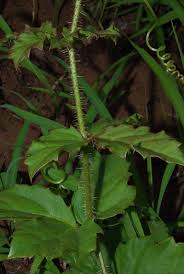 Image result for Cyphostemma subciliatum