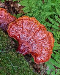 Image result for Ganoderma tsugae