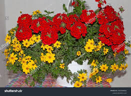 Image result for Bidens biternata