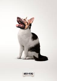 Advertisement By Fcb Canada Pet Websites Milk Bone Creative Advertising