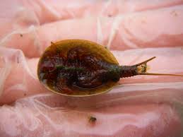 Image result for Leptoderris burundiensis