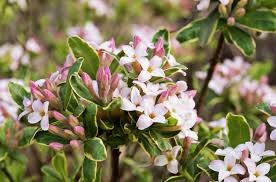 May's full moon, also known as the flower moon, dazzled skywatchers on thursday (may 7) as it lit up the springtime sky. 11 Types Of Shrubs That Flower In Early Spring