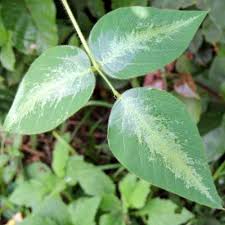 Image result for Desmodium uncinatum