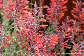Best red flowers that attract hummingbirds. 10 Plants To Attract Hummingbirds To Your Garden Garden Gate