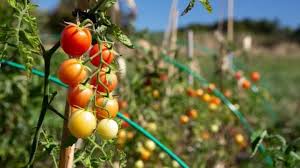 Check spelling or type a new query. 11 Low Maintenance Vegetables That Everybody Can Grow Plantophiles