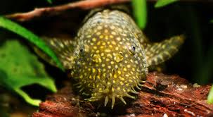 Maybe you would like to learn more about one of these? Bristlenose Pleco Fish Care Guide Fact Sheet Breeding Behavior