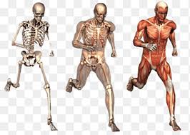 Muscle is a tissue in animal bodies. Skeletal Muscle Png Images Pngegg