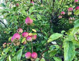 Read more about our warranty policy. 10 Best Zone 4 Fruit Trees