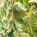 Image result for Eriosema psoraleoides