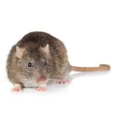 The price of your peace of mind. Pest Control Prices Mice Rats Ants Fleas Wasps Bed Bugs Birds