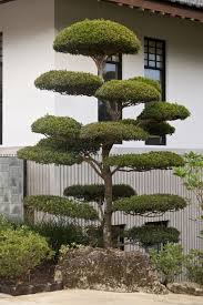 Small Manicured Tree At The Morikami Japanese Garden Clippix Etc Educational Photos Modern Japanese Garden Japanese Garden Landscape Japanese Garden Plants