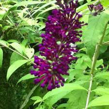 Deep Dark Buds Of Evil Ways Buddleia Against Chartreuse Leaves Whoeeee Plants Chartreuse Evil