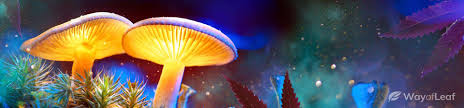 The amount of time it takes for the body to excrete psilocybin depends on many variables. How To Grow Magic Mushrooms At Home The Complete Guide
