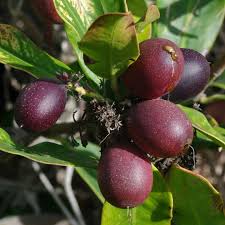 Image result for Acokanthera oblongifolia