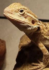 Bearded Dragon Health Issues Diseases And Advice Ultimate Pet Lizard Guides