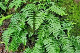 Image result for Pleopeltis  × simiana