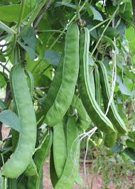 Ia mempunyai banyak nama dalam bahasa inggeris termasuk fava bean, broad bean, english bean, horse bean, dan pigeon bean. Kacang Parang Kaya Dengan Bahan Dr Zubaidi Hj Ahmad Facebook