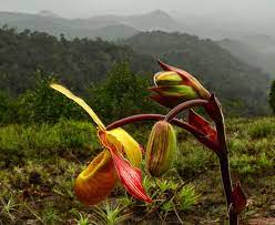 Южная америка растения