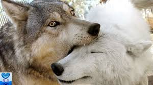 Japanese wolf、学名：canis lupus hodophilax）は、日本の本州、四国、九州に生息していたオオカミの1亜種。あるいは canis 属の hodophilax 種。20世紀初頭に絶滅したというのが定説である。 è·¯ä¸Šã‚'å½·å¾¨ã£ã¦ã„ãŸå­¤ç‹¬ãªã‚ªã‚ªã‚«ãƒŸçŠ¬ ä¿è­·æ–½è¨­ã§é‹å'½çš„ãªå‡ºä¼šã„ã‚'æžœãŸã™å§¿ã«å¿ƒæ¸©ã¾ã‚‹ æ„Ÿå‹• Youtube
