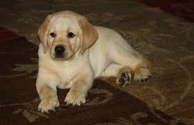 Red lab puppies for sale texas. Home