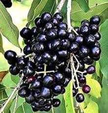 Image result for Syzygium cumini