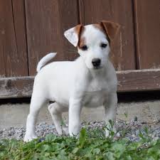 The jack russell is a baying terrier, meaning the dog should flush out the fox with his steady barking but is never to kill his prey. Gestut Marienhof Jack Russell Terrier Von Maria S Pferdefarm Von Der Pferde Farm