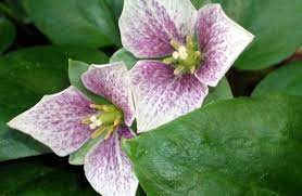 Farming trillium is more difficult than farming rare ore in past expansions, because trillium seems to share the same spawning nodes as ghost iron. Chilled Plant Gets Better With Age Otago Daily Times Online News