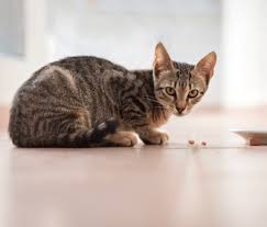 Walaupun begitu kita tetap harus membatasi memberi makan kucing dengan ikan. Jenis Jenis Kucing Paling Populer Di Indonesia