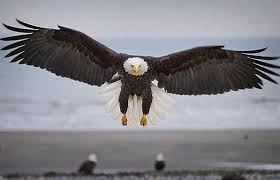 Bird Man A Portfolio Of John Isaac S Close Encounters Of The Avian Kind Expert Photography Blogs Tip Techniques Camera Reviews Adorama Learning Center Bald Eagle Eagle Pictures Bald Eagle Photography