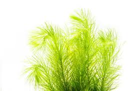 Image result for Eriocaulon setaceum