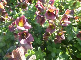 Image result for Epipactis africana