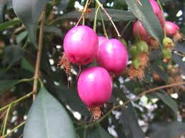 Image result for Syzygium komatiense