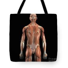 The flexor contracts to bend a limb at a joint. Muscles Of The Upper Body Rear Tote Bag For Sale By Science Picture Co