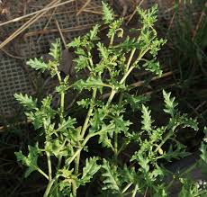 Image result for Thesium triflorum