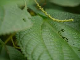 Image result for Boehmeria macrophylla