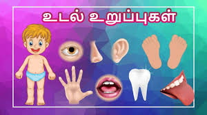 But there is a crazy catch, if you yell out head, the kids must find a partner and do the head shoulders knees and. à®®à®© à®¤ à®‰à®Ÿà®² à®‰à®± à®ª à®ª à®•à®³ à®¤à®® à®´à®°à®š Learn Body Parts Name Video For Kids And Children In Tamil Youtube