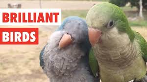 Bird Crying Like A Baby Video Brilliant Birds Funny Bird Video Compilation 2017 Funny Pet Videos From Pawpail With Images Funny Birds Bird Gif Birds