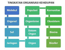 Tingkat sel sel adalah tingkat organisasi di atas molekul. Berikan Contoh Kongkrit Tingkatan Organisasi Makhluk Hidup Mulai Dari Sel Hingga Biosfer Brainly Co Id
