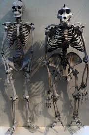 صورة تبين الفرق بين الهيكل العظمي للغوريلا والهيكل العظمي للإنسان Human Skeleton Animal Skeletons Gorilla